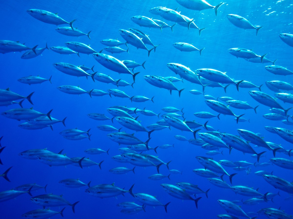 Atlantic bluefin tuna in the sea