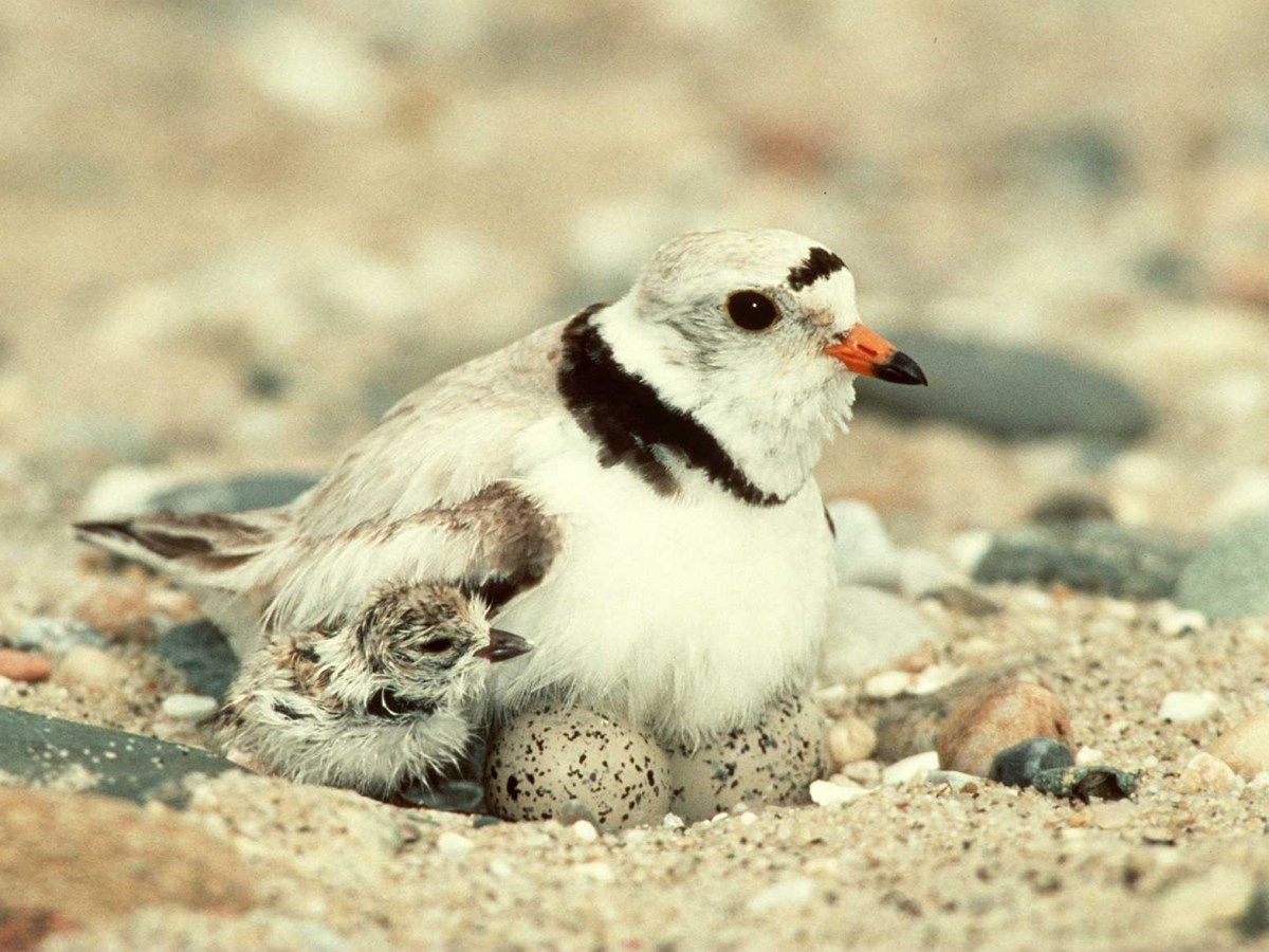 A female piping plover with a chick.
