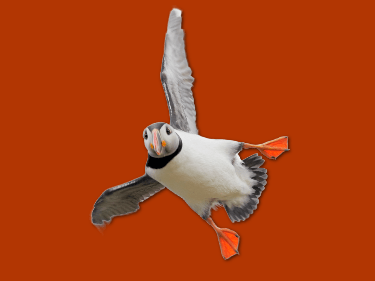 A puffin flying directly toward you.