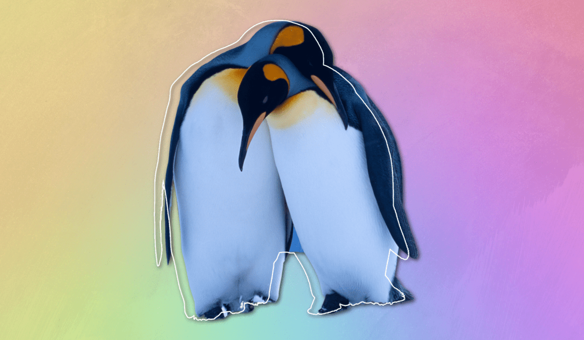 two penguins embracing in foreground and a gradient background of pastel rainbow colors