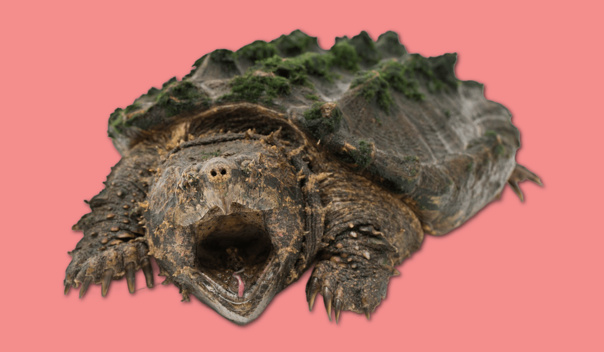 alligator snapping turtle against a salmon pink background