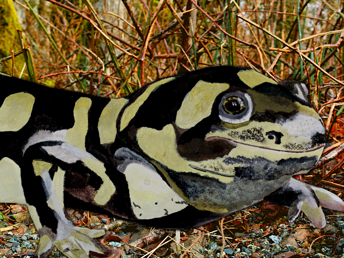 A painting of a salamander walking through wetland